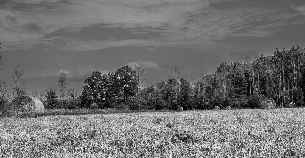 Hay Herd by darchibald