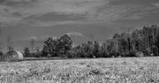 28th Aug 2024 - Hay Herd