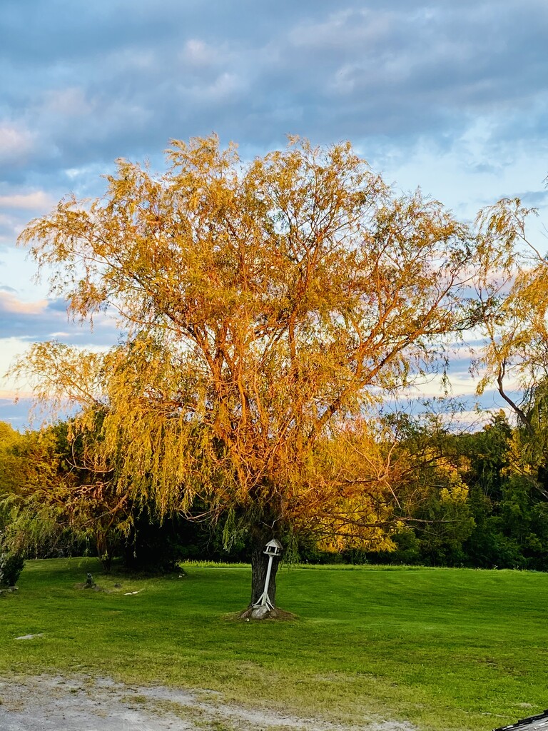 Golden willow by mtb24