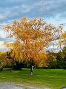 28th Aug 2024 - Golden willow