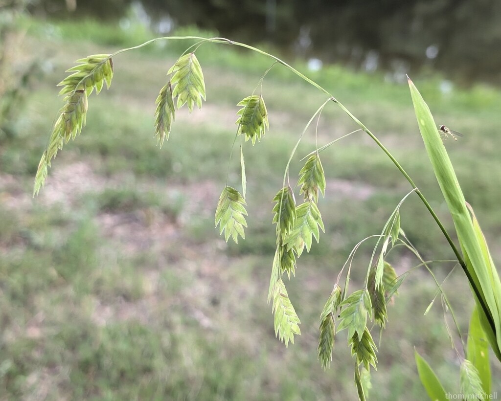 Northern Sea Oats by rhoing