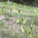 Northern Sea Oats by rhoing