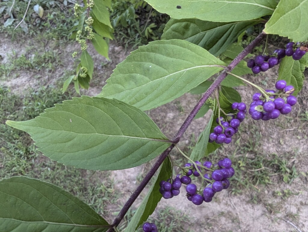 American Beautyberry by rhoing