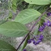 American Beautyberry