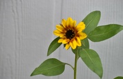 28th Aug 2024 - Tiny Sunflower