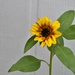 Tiny Sunflower