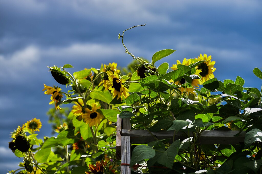 Bright Against A Darkening Sky... by bjywamer