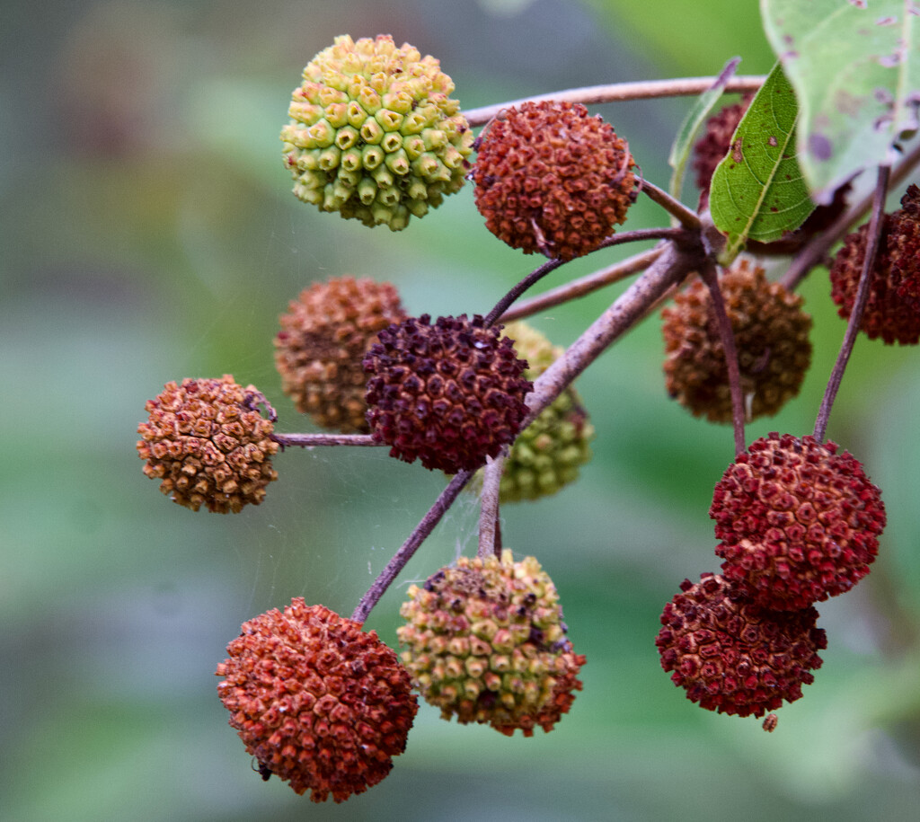 Buttonbush by eudora