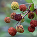 Buttonbush