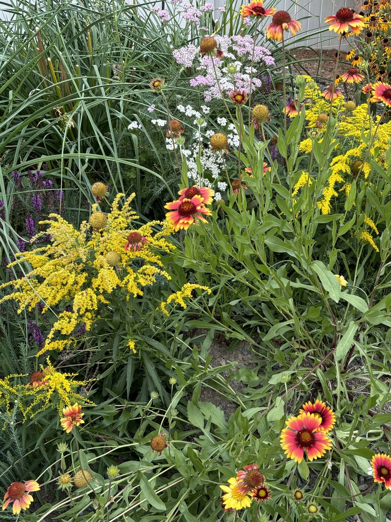 My pollinator garden  by pirish