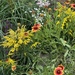 My pollinator garden  by pirish