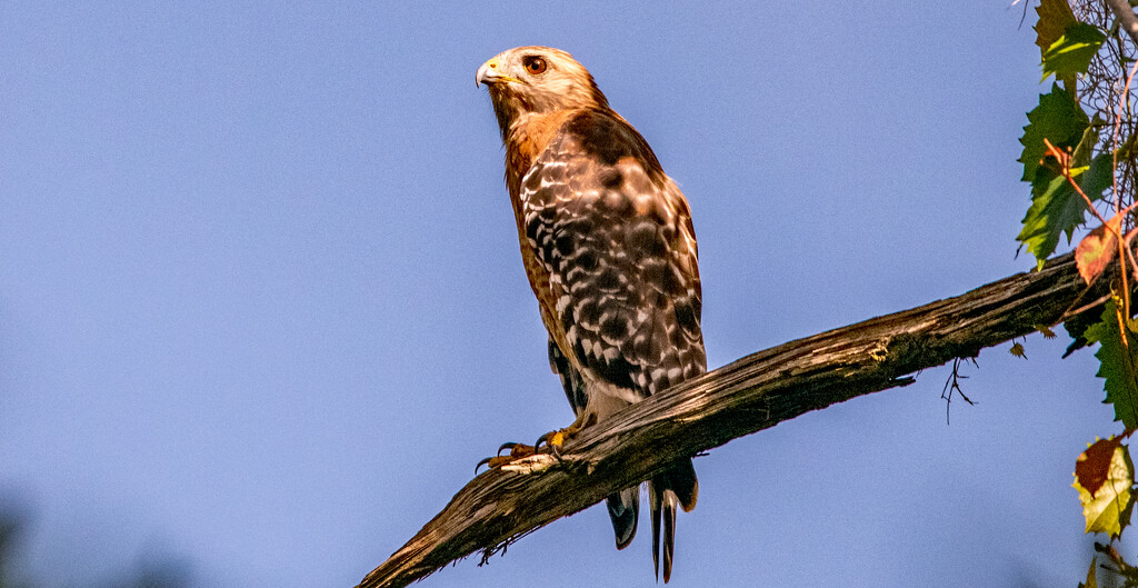 Red Shouldered Hawk, Making a Lot of Noise! by rickster549