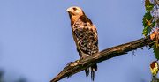 28th Aug 2024 - Red Shouldered Hawk, Making a Lot of Noise!