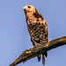 Red Shouldered Hawk, Making a Lot of Noise! by rickster549