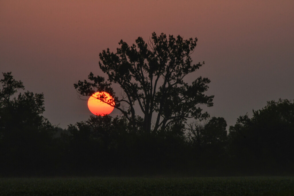 Orange Tree by kareenking