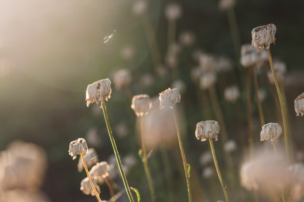 Wilted Daisies by tina_mac