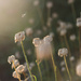 Wilted Daisies by tina_mac