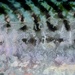 Abstract Mackerel by jamibann