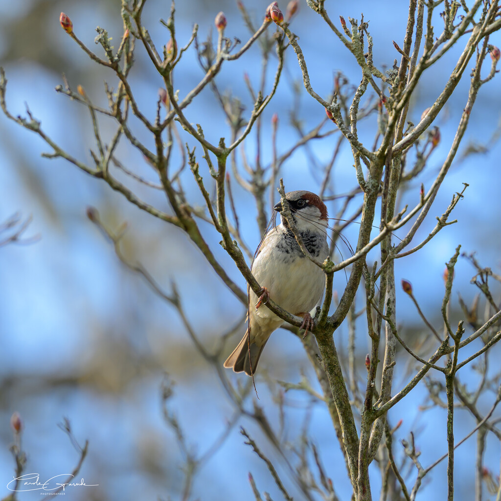 Collecting nesting material by yorkshirekiwi