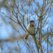 29th Aug 2024 - Collecting nesting material