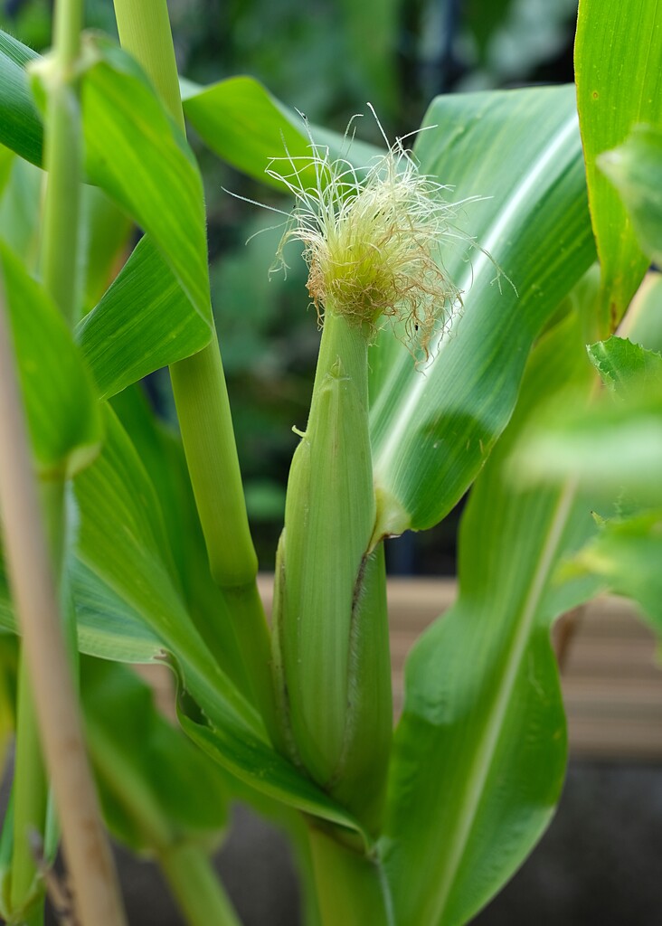 sweetcorn by kametty