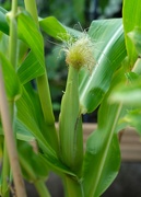 28th Aug 2024 - sweetcorn