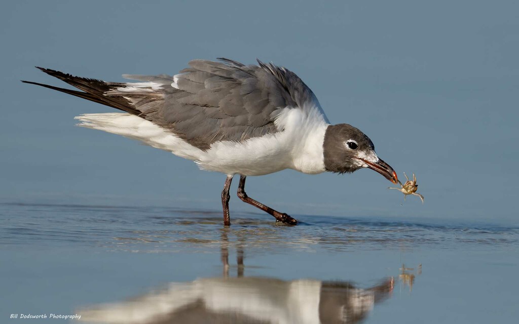 Laughing Gull with  a little snack by photographycrazy