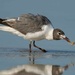 Laughing Gull with  a little snack by photographycrazy