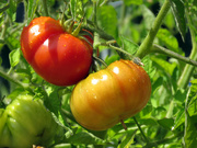 29th Aug 2024 - Tomatoes