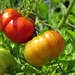 Tomatoes by seattlite