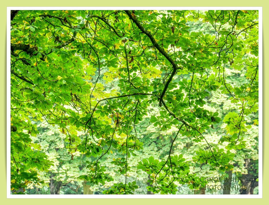 The Green Leaves Of Summer by carolmw