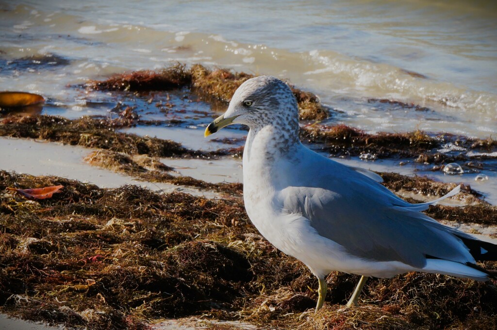 Beach Bummer by photohoot