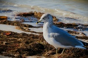 27th Aug 2024 - Beach Bummer