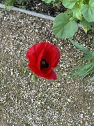 29th Aug 2024 - Poppy