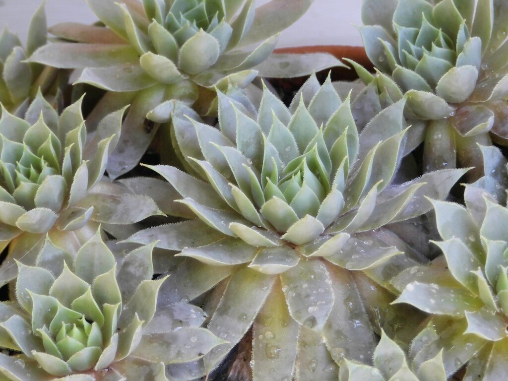 Echeveria... by marlboromaam