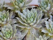 29th Aug 2024 - Echeveria...