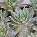 Echeveria... by marlboromaam