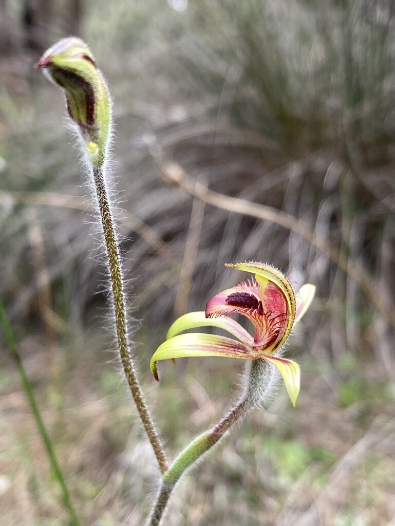 Another From The Orchid Hunt by narayani