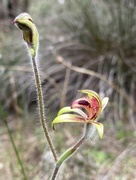 30th Aug 2024 - Another From The Orchid Hunt