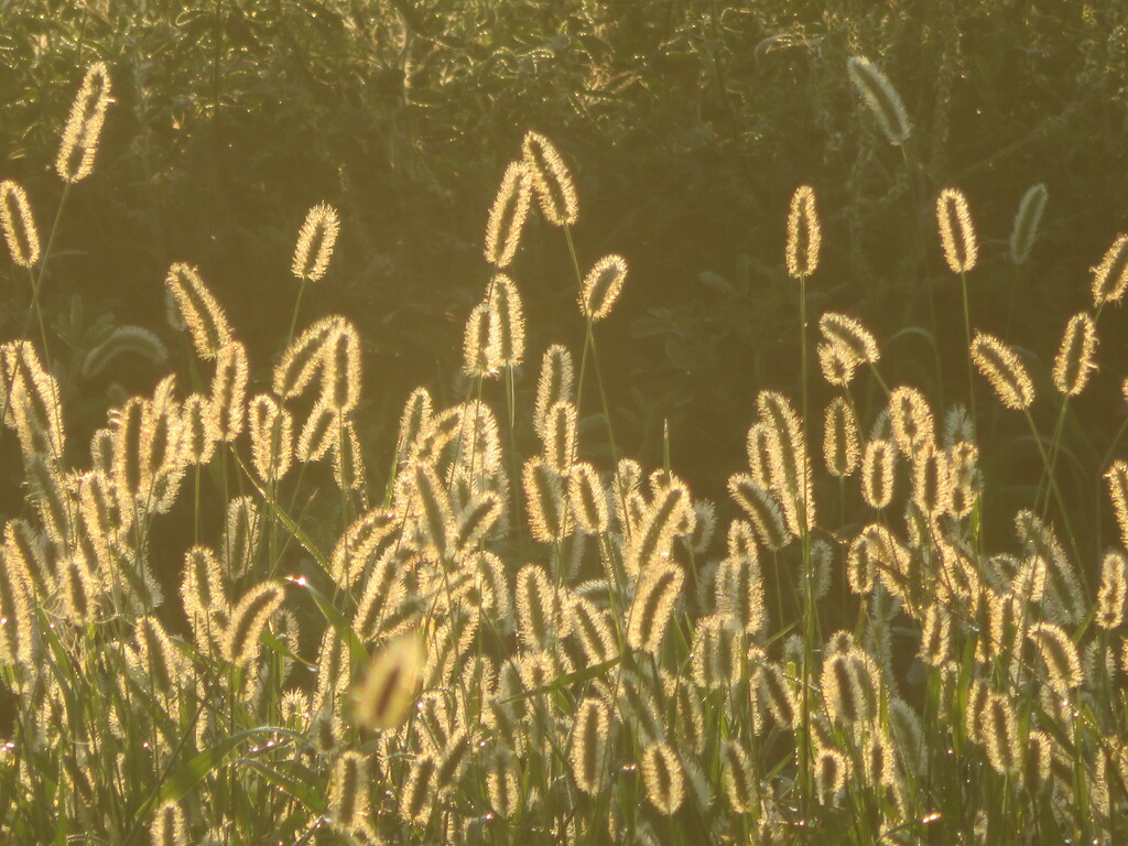 Foxtail in the morning light. by illinilass