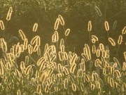 29th Aug 2024 - Foxtail in the morning light.