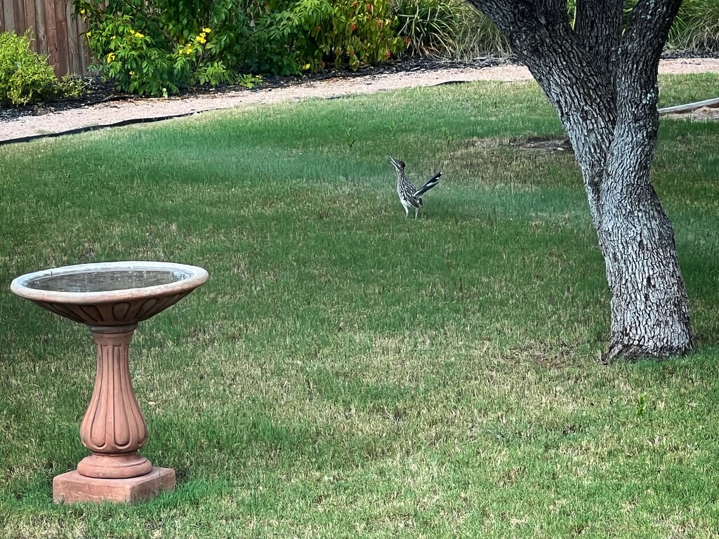 Roadrunner  by dkellogg