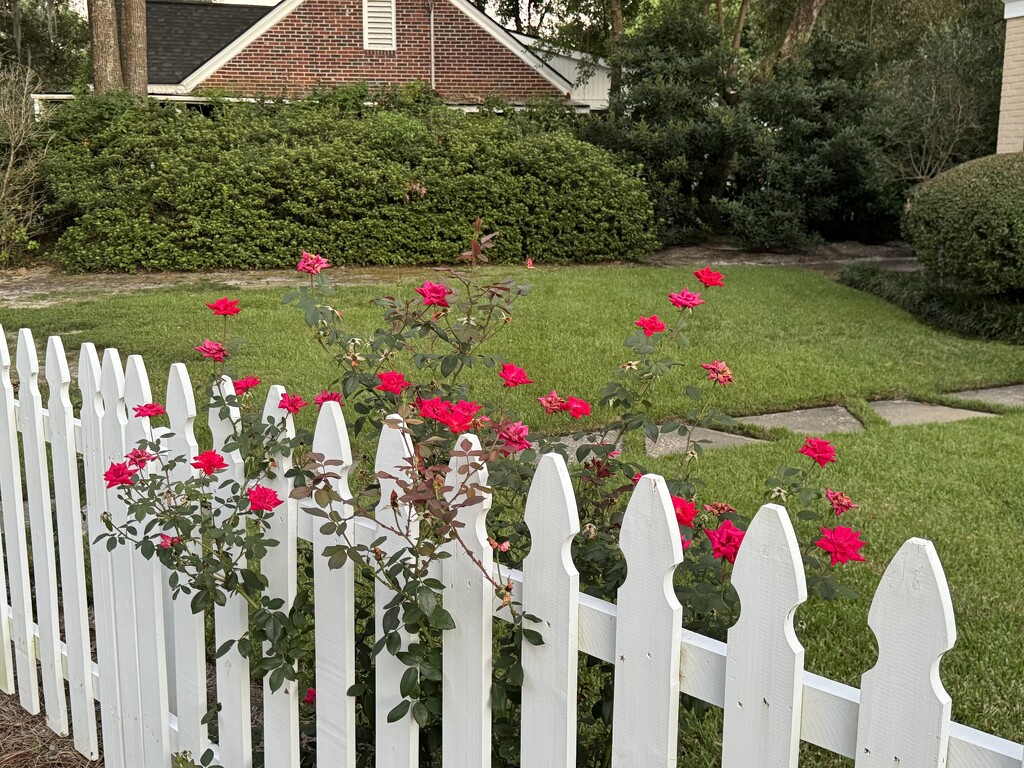 A classic suburban scene:  roses and white picket fences.  This is one of my favorites. by congaree