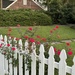 A classic suburban scene:  roses and white picket fences.  This is one of my favorites.