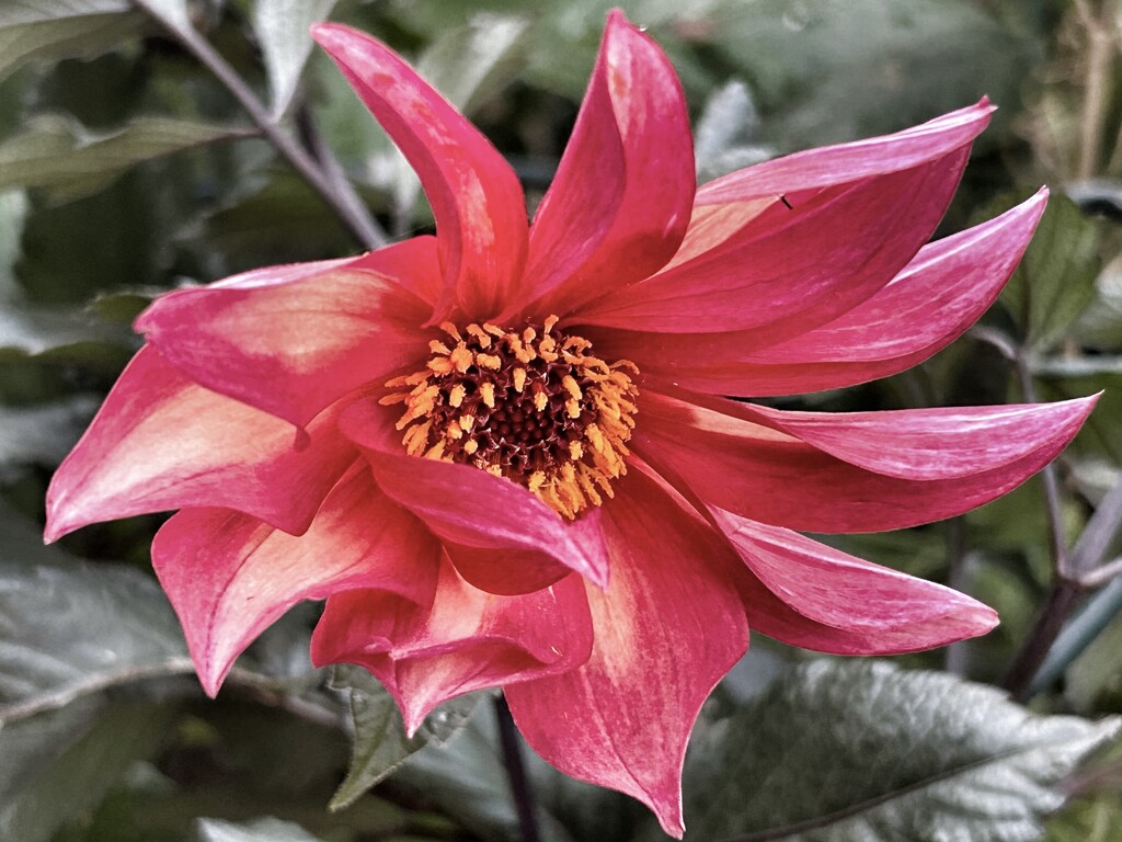 Dahlia by phil_sandford