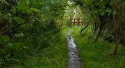 29th Aug 2024 - Dreich Afternoon