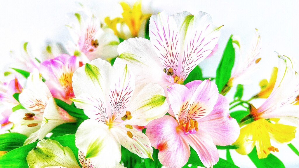 Alstroemeria  by carole_sandford