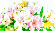 29th Aug 2024 - Alstroemeria 