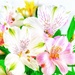 Alstroemeria  by carole_sandford