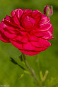 29th Aug 2024 - Ranunculus